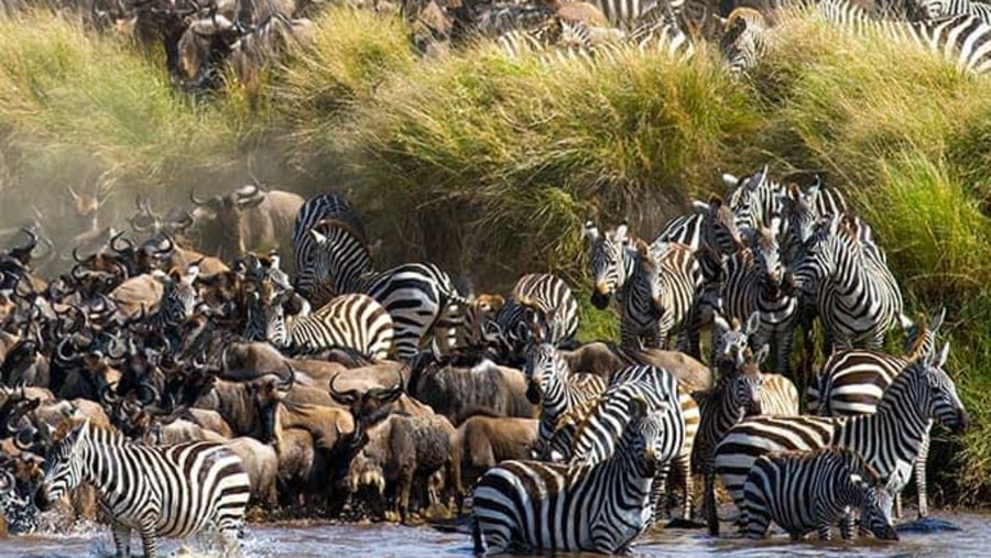 Zebras and wildebeest crossing the Mara River