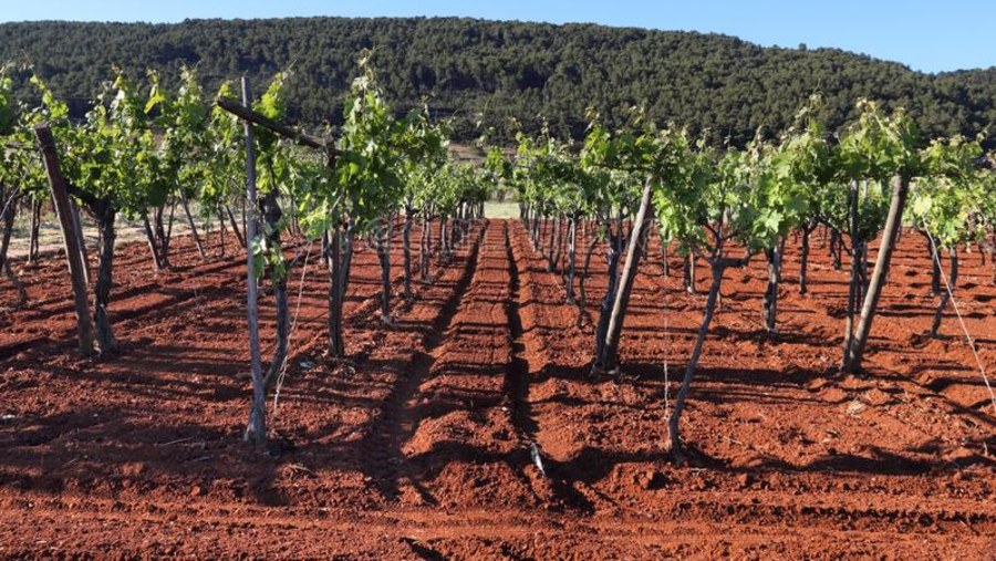 Vineyard in Apulia, Italy