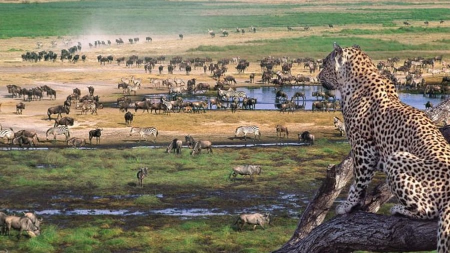 Wildlife on the safari