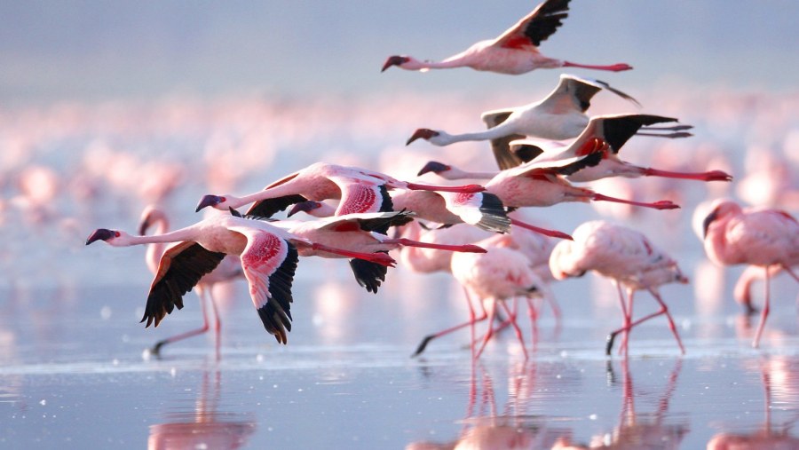 Kenya Lesser Flamingos