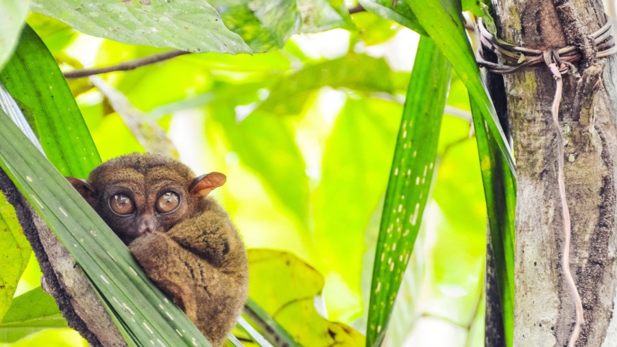 lemur at Chocolate Hills Tour