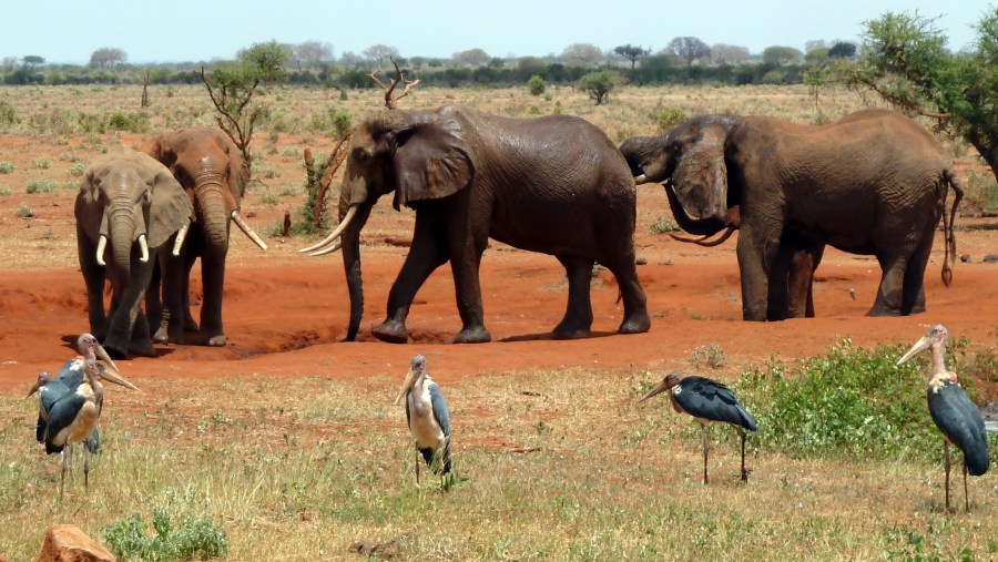 Wildlife at Tsavo East National Park