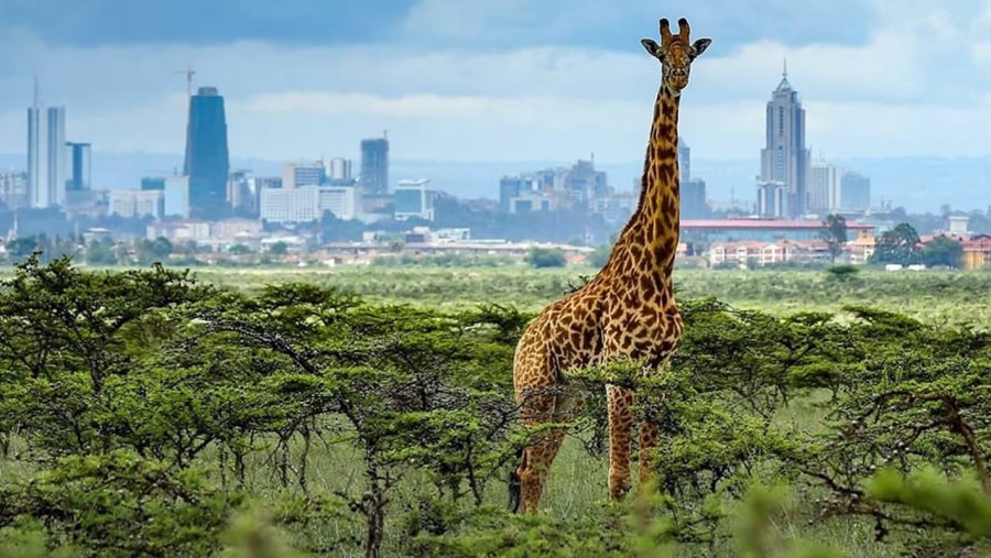 Nairobi national park