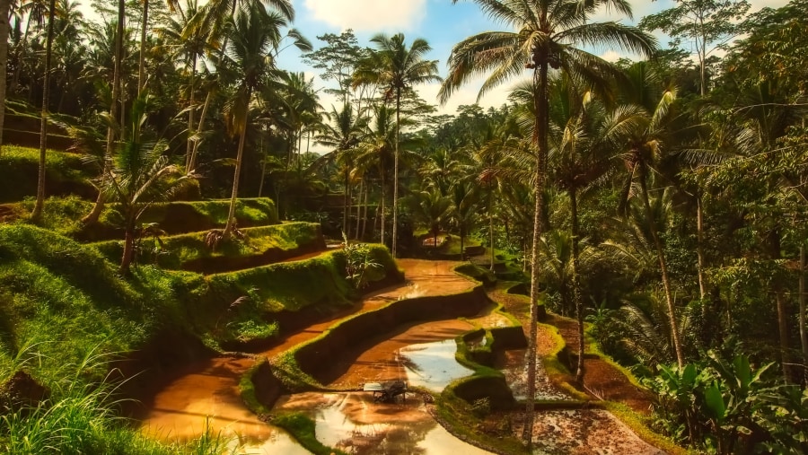 Bali Terrace Fields