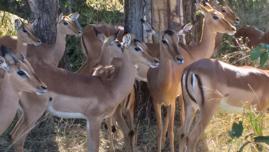 Deers in Kruger National Park