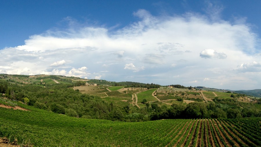 The Vineyards Of Montepulciano