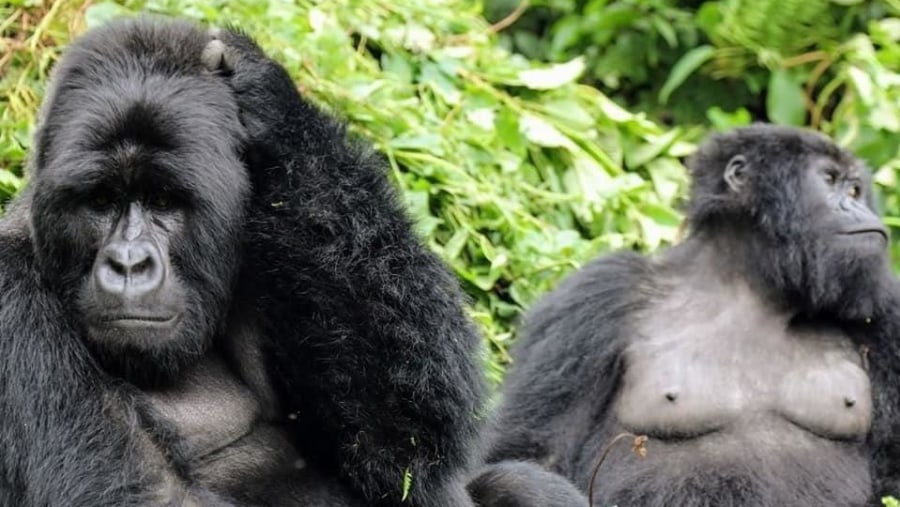 Gorillas at Mgahinga Gorilla National Park