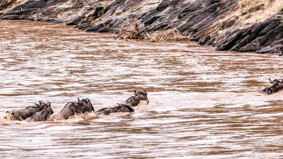 Wildebeest in Serengeti National Park