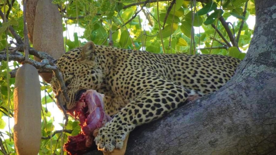 Leopard feasting