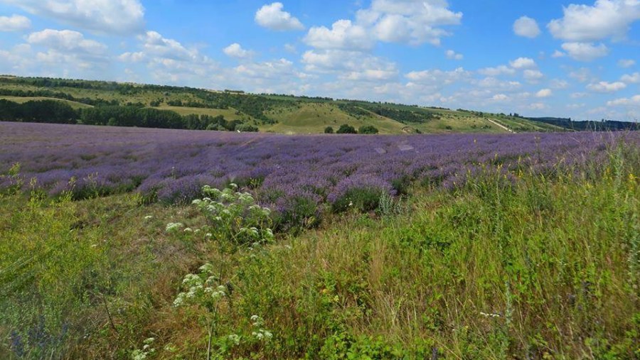 See the Lavender fields