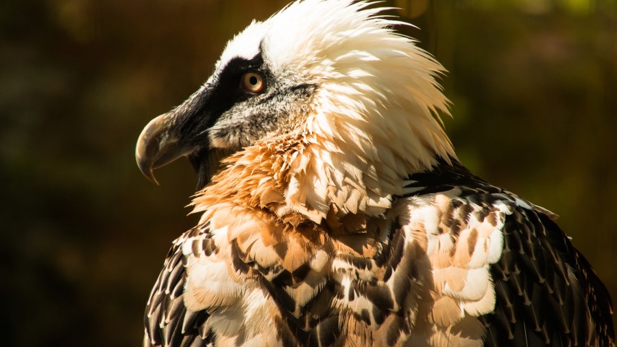 Lammergeier vulture at Imet Gogo