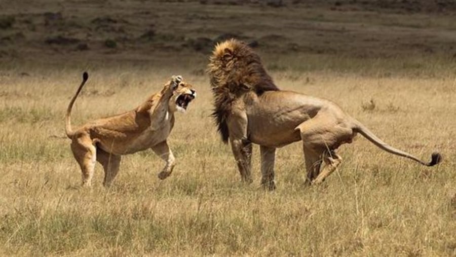 Wildlife in Masai Mara National Park
