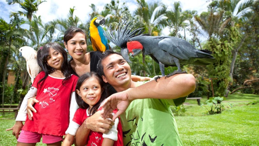 Colorful parrots