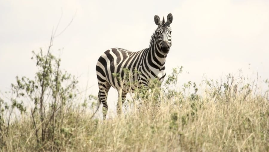 Zebra