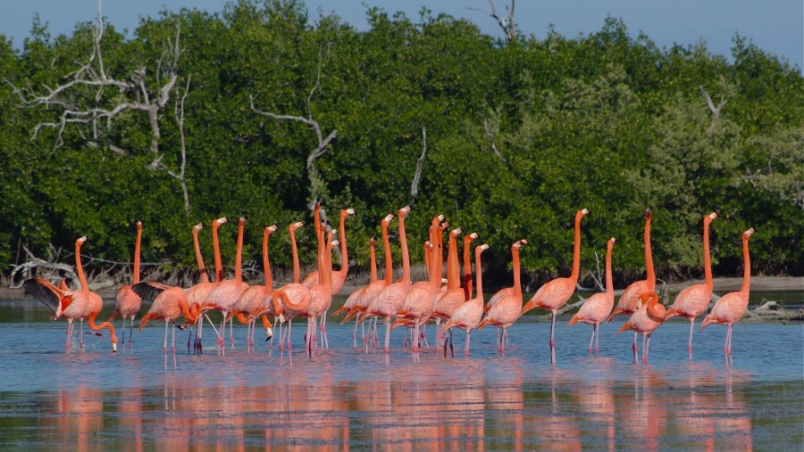 Ría Lagartos Biosphere Reserve