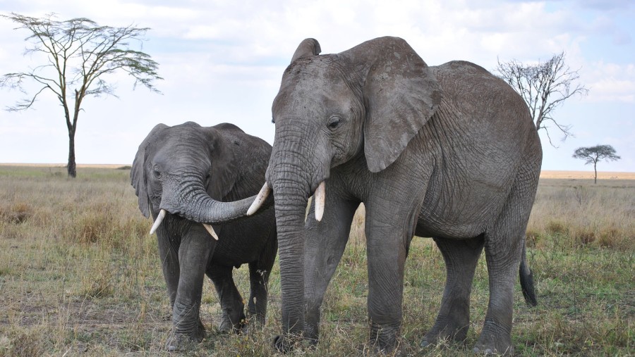 Elephants in Serengeti