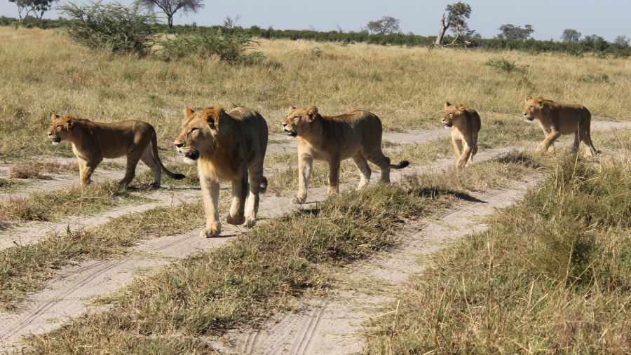 A Pride Of Lion At The Reserve