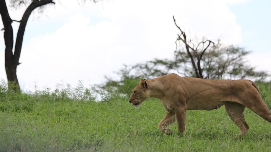 Lioness at Tarangire National Park