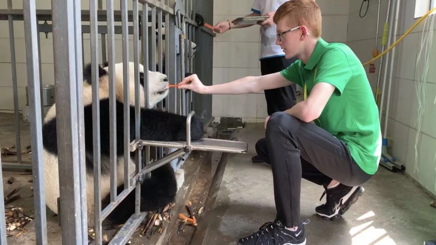 Feed Giant Pandas