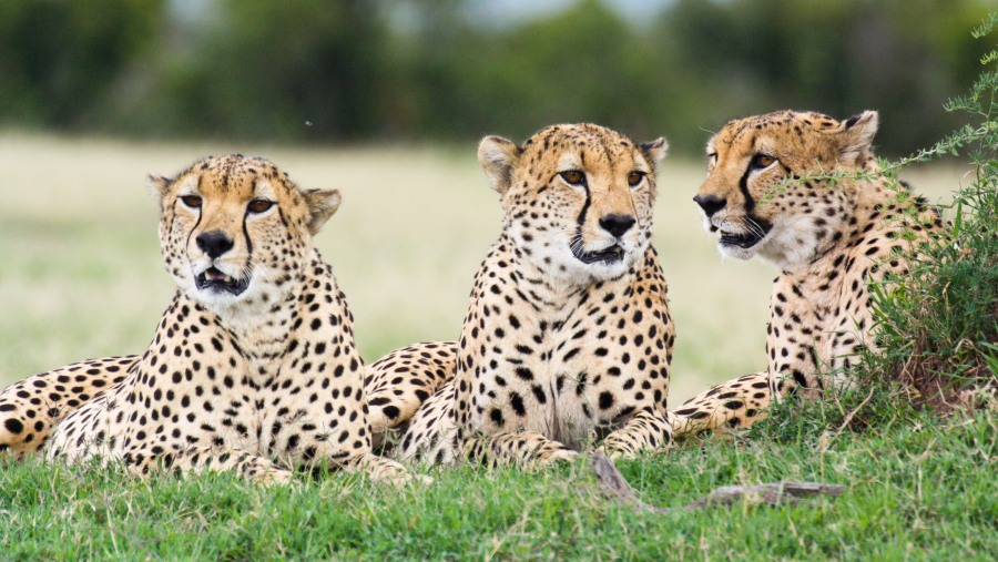 Cheetahs at Ol Pejeta