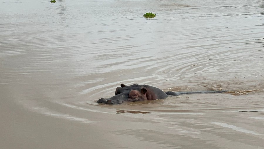 Hipppo in Mikumi National Park