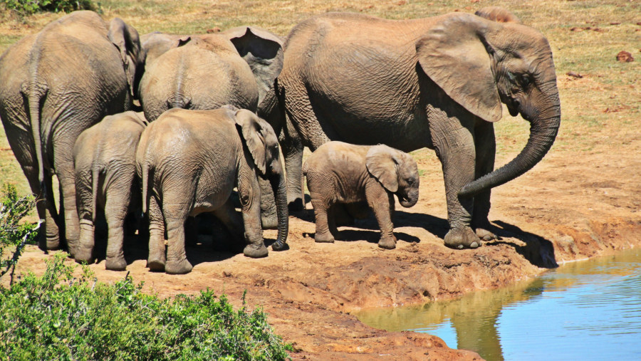 Herd of elephants