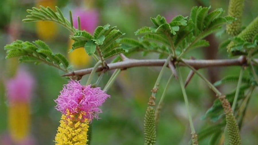 Sickle Bush Flower on tour