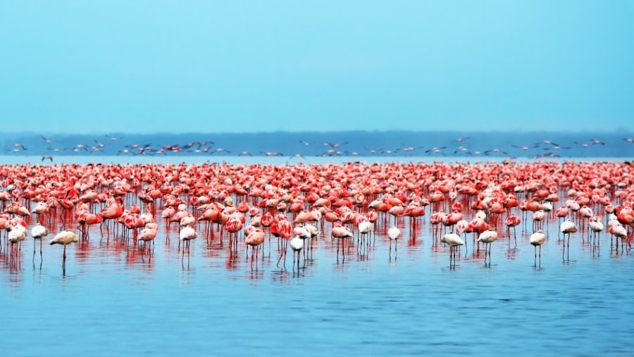 Flamingos at Lake Nakuru, Rift Valley Kenya