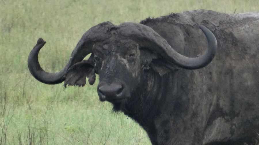 Buffalo at Ngorongoro Conservation Area