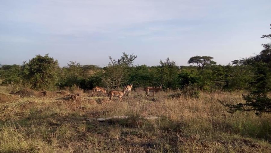 Spot wild animals on game drives