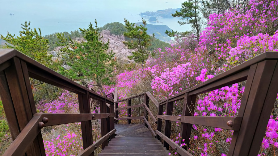 Korean Rosebay in Full Bloom on the Mountain