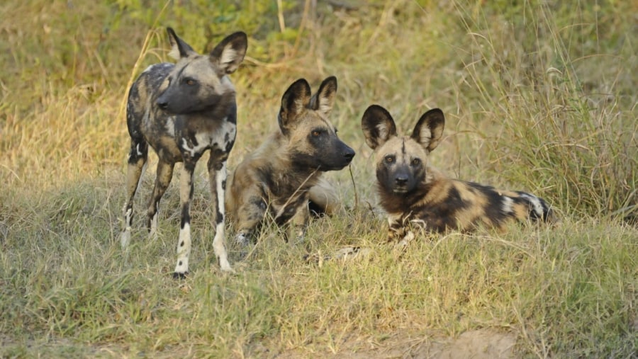 Hwange National Park Safari