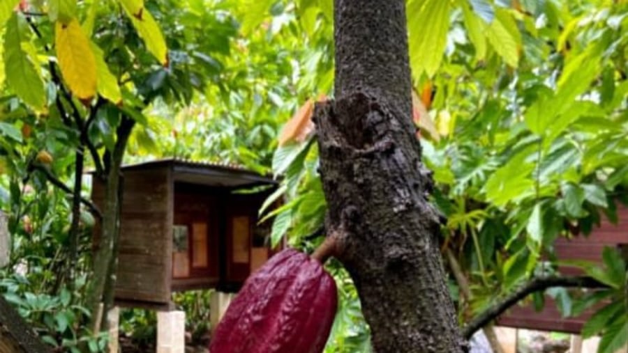 The Cocoa tree