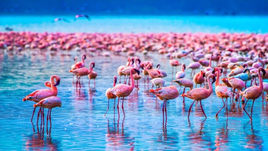 Flock Of Flamingos Lake Nakuru