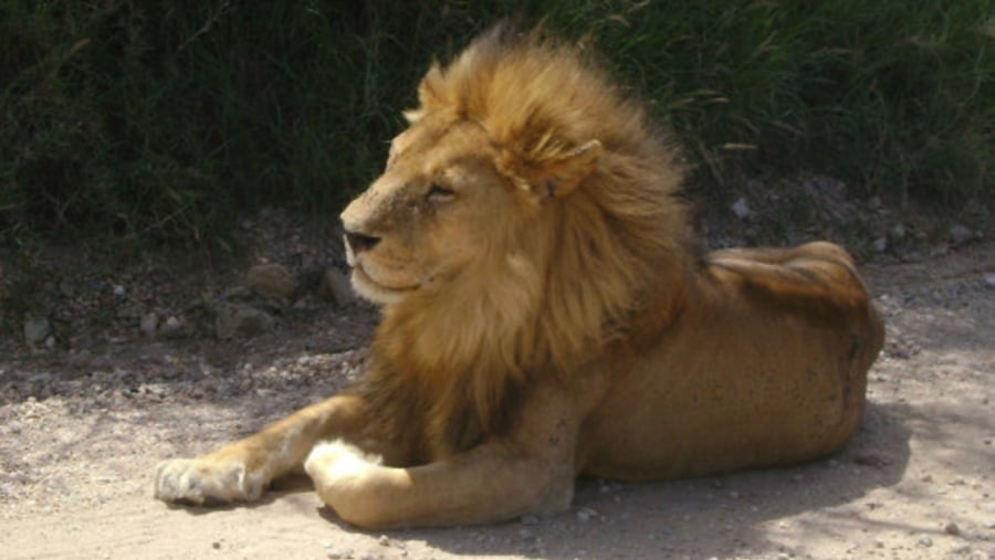 Lion at Serengeti