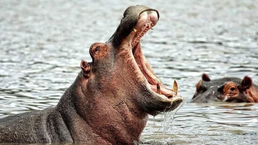 Hippo in Murchison National Park