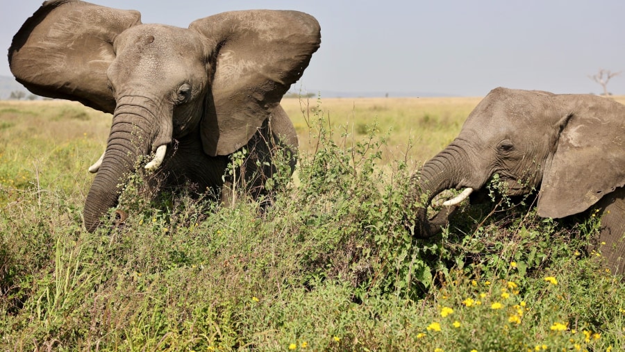 Elephants in South Africa