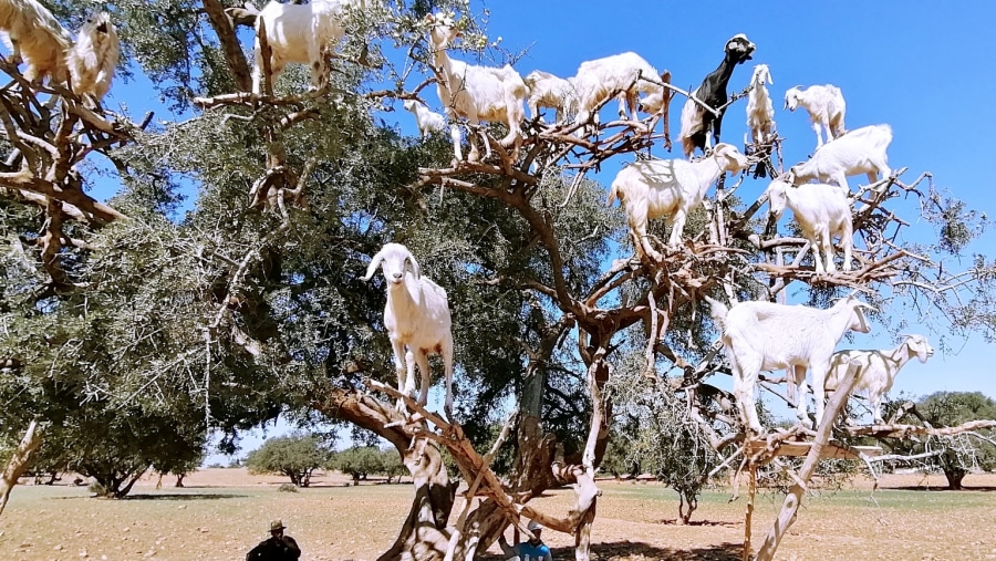 Goats Tree