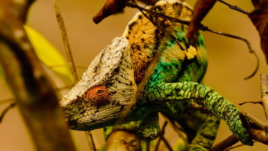 Chameleon at Madagascar Exotic Park