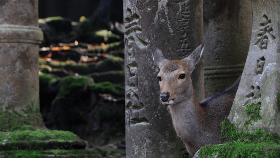 Yezo sika deer