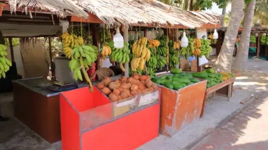 Plantation in Salalah