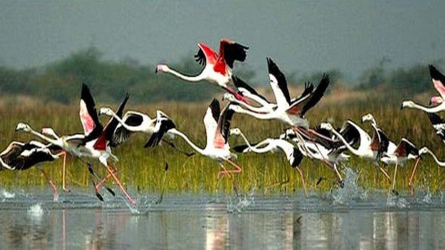 Visit Bharatpur Bird Sanctuary