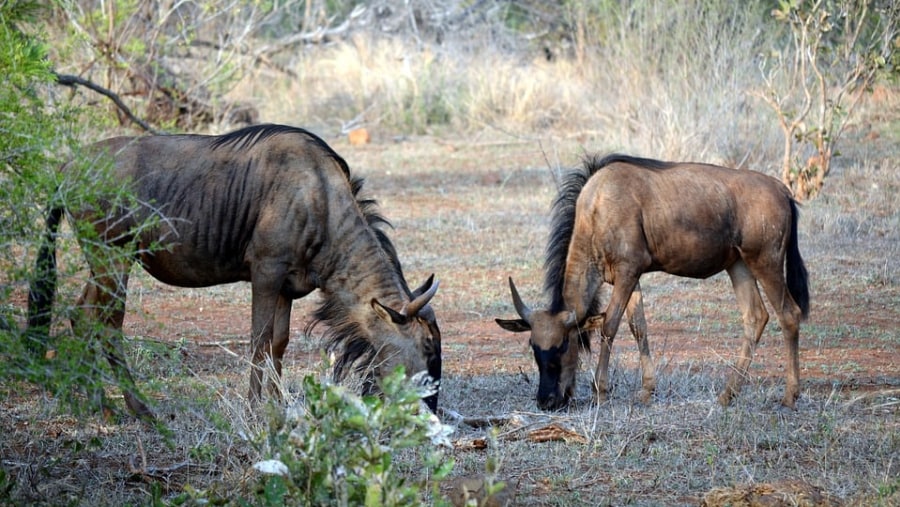 Wildebeests at Kruger National Park