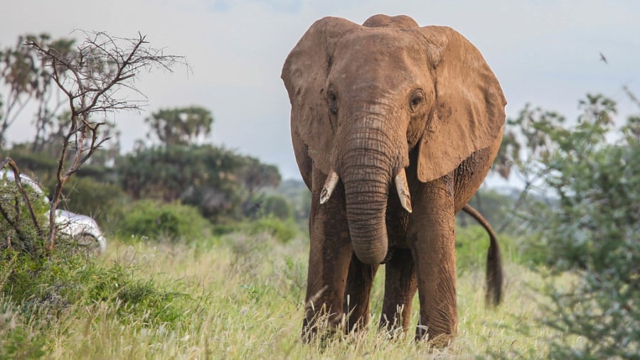 Elephant at Samburu National Reserve