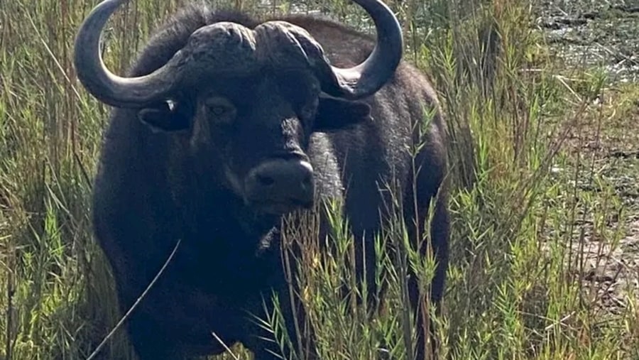 African buffaloes