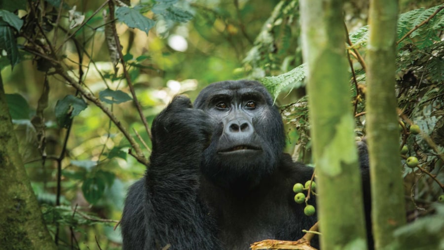 Spot gorillas at Bwindi