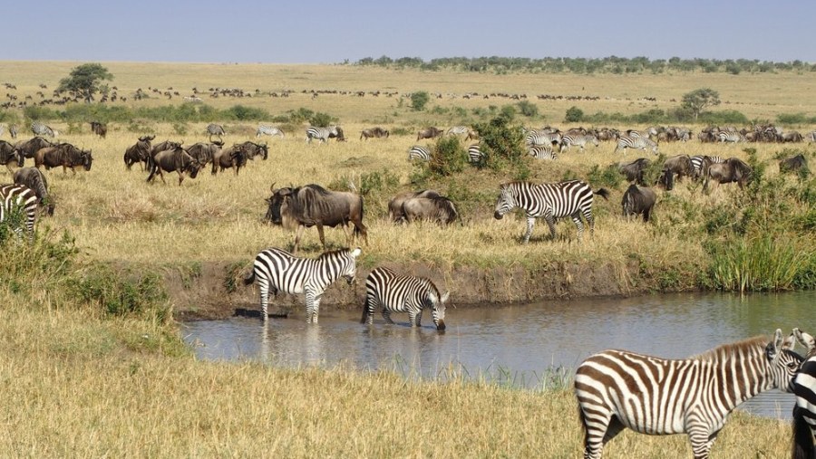 See Herds of Zebra & Wildebeest