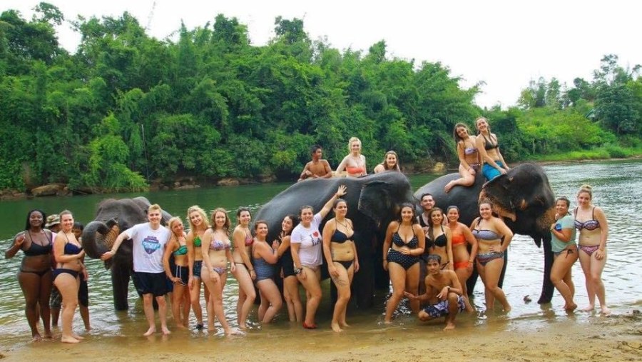 Bathing Elephants