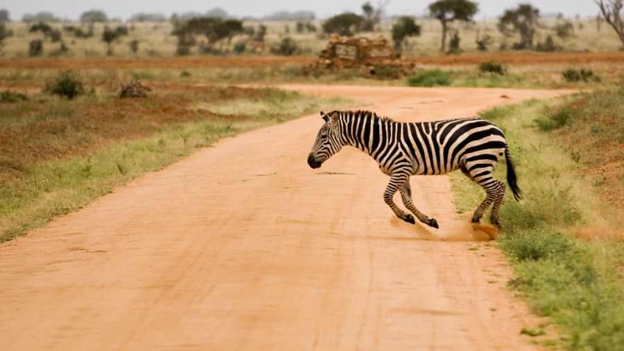 Zebra at Tsavo East National Park