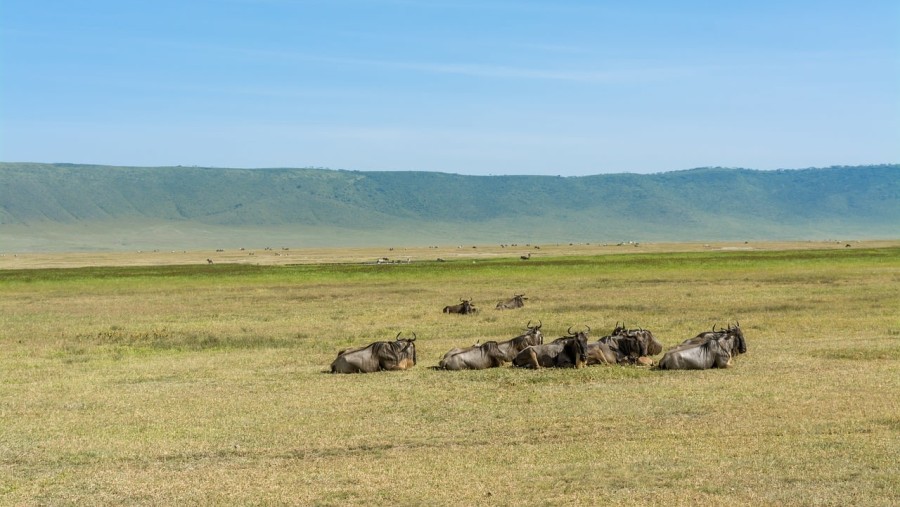 See wildebeests resting in the Ngorongoro Crater